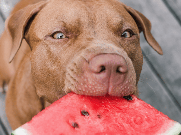 Picture of The Safest & Healthiest Fruits Dogs Can Eat - Sploot Vets